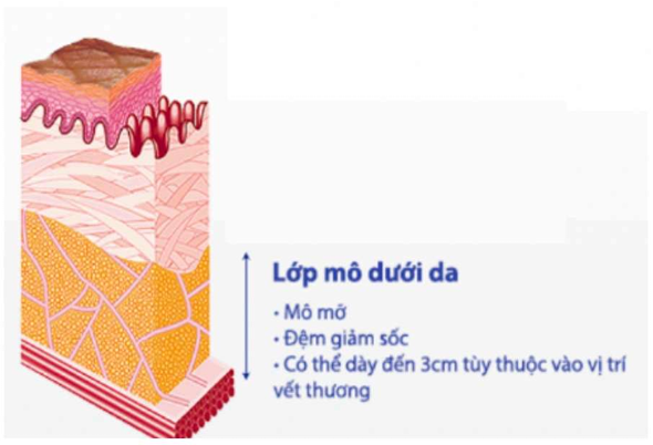Lớp mô - hạ bì