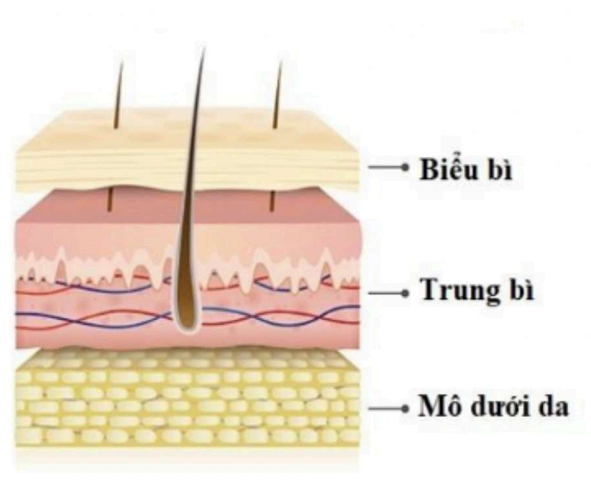 cấu tạo của da